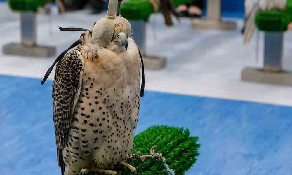 Falcon Hospital in Abu Dhabi