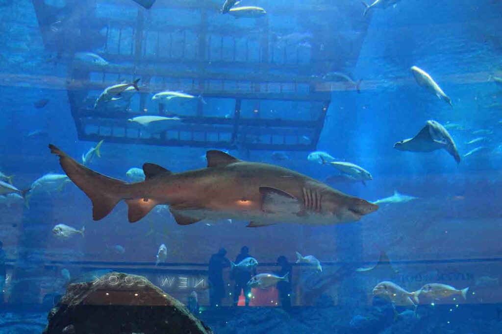 Visit Dubai Aquarium & Underwater Zoo - About Ticket Price, Timings