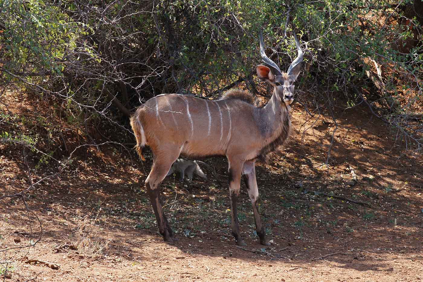 Mokala National Park