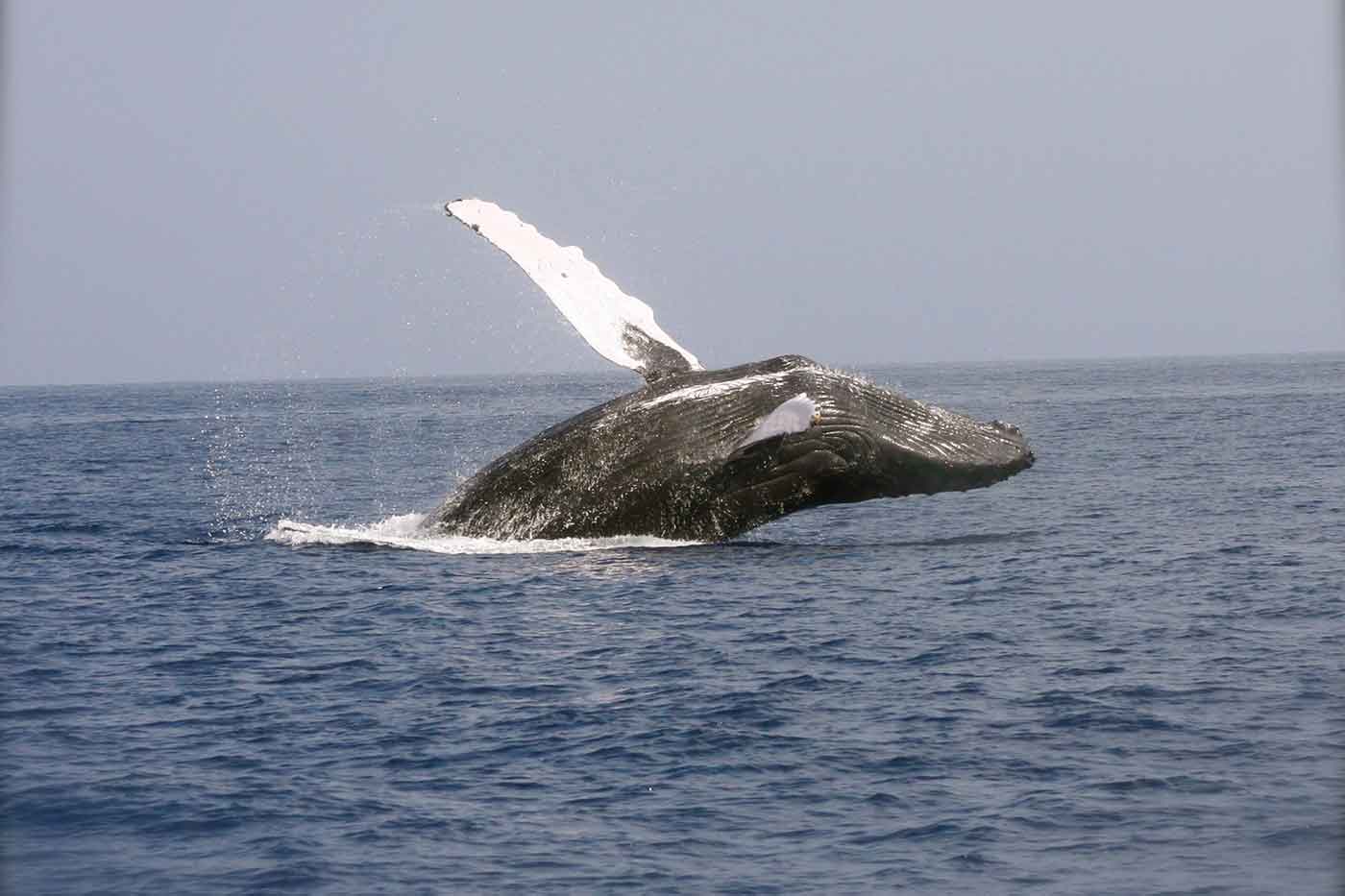 Whale Watching Tour